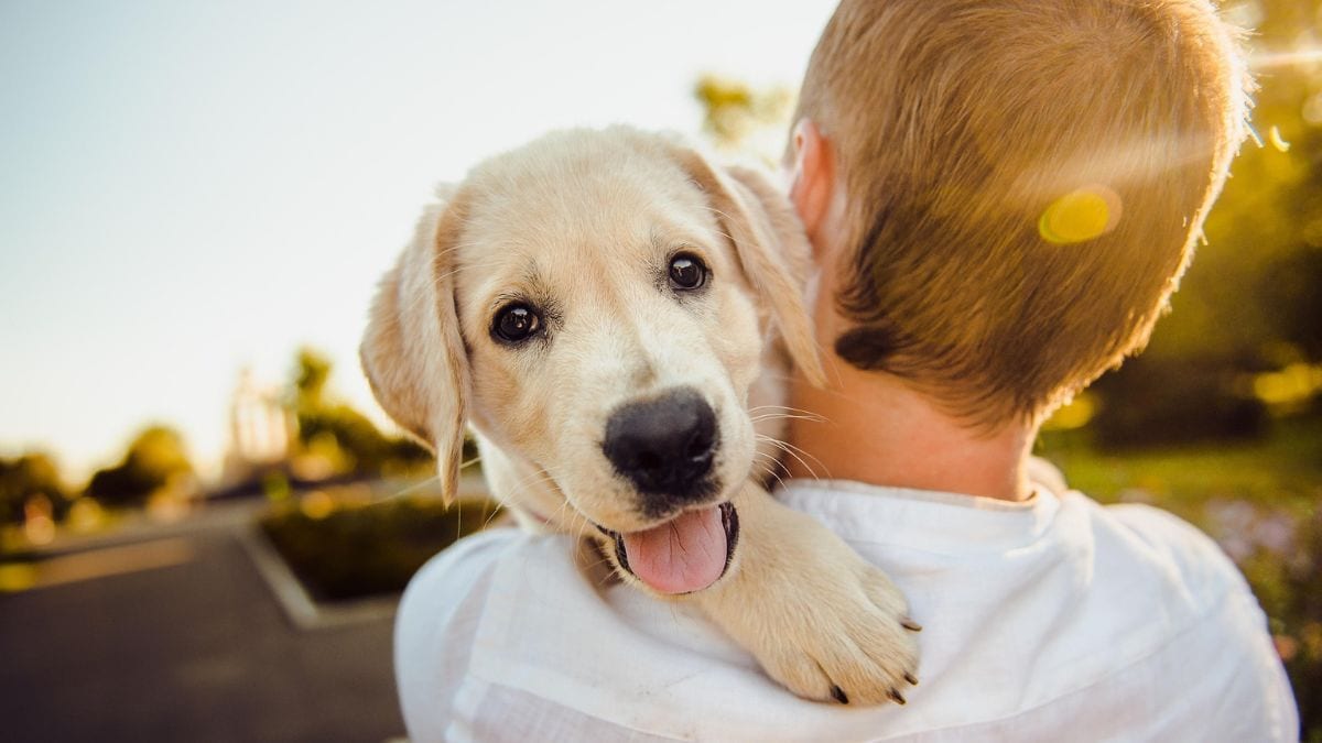Elderly UK woman dies from sepsis after dog licks leg wound