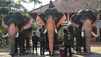 In this picture taken on February 24, 2025, workers assemble a robotic elephant model (C), newly donated by the Voice for Asian Elephants Society (VFAES) for religious rituals at the Chakkamparambu Bhagavathy temple in Thrissur, Kerala. (Photo: AFP)