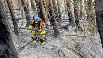 A firefighter walking amongst burnt trees as they battle a wildfire near the city of Ofunato, Iwate prefecture. AFP