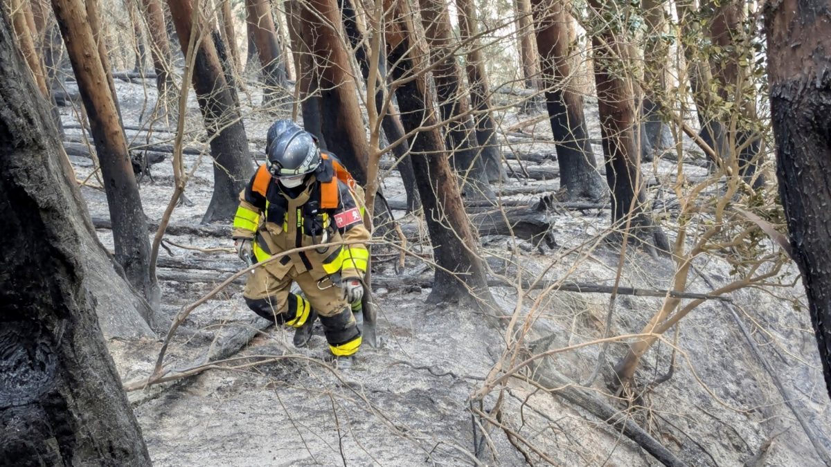 A firefighter walking amongst burnt trees as they battle a wildfire near the city of Ofunato, Iwate prefecture. AFP A firefighter walking amongst burnt trees as they battle a wildfire near the city of Ofunato, Iwate prefecture. AFP