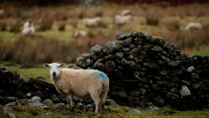 UK detects first H5N1 bird flu case in sheep, raising livestock spread fears UK detects first H5N1 bird flu case in sheep, raising livestock spread fears