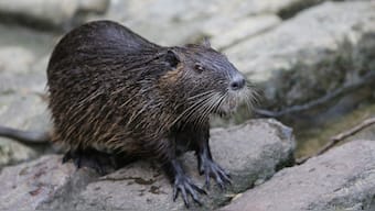Nutria is a large, wetland-dwelling rodent that was originally introduced to the US through the fur trade. AFP/File Photo
