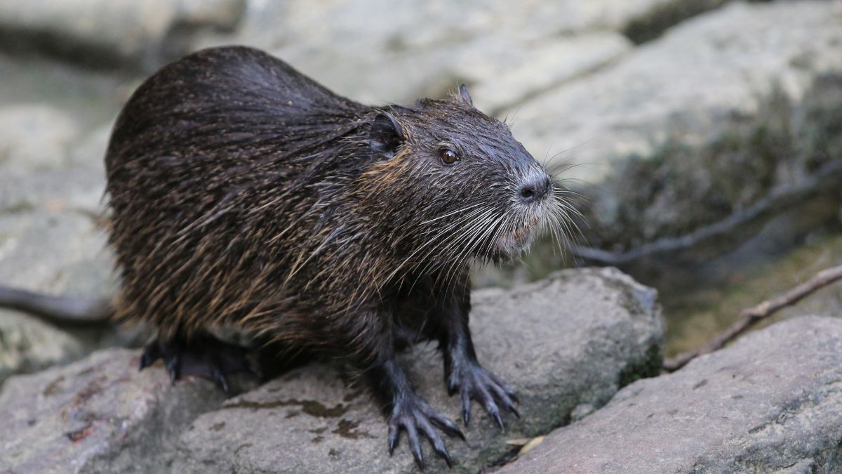 Nutria is a large, wetland-dwelling rodent that was originally introduced to the US through the fur trade. AFP/File Photo
 Nutria is a large, wetland-dwelling rodent that was originally introduced to the US through the fur trade. AFP/File Photo