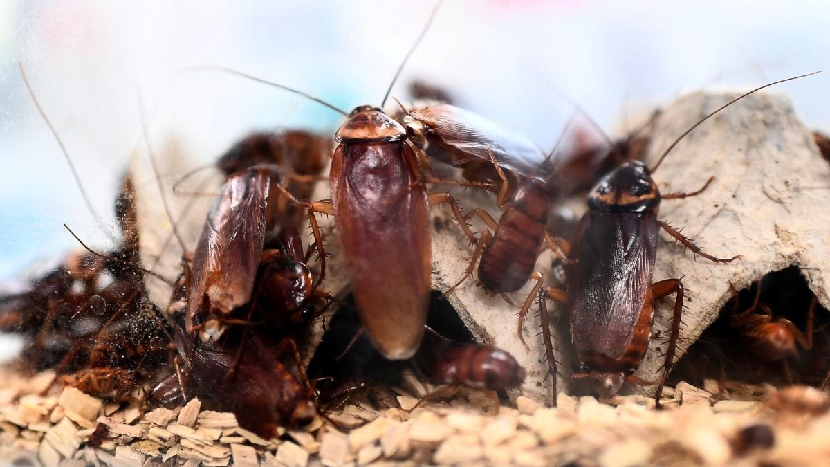 Bugs with benefits? Is cockroach milk better than cow’s milk?