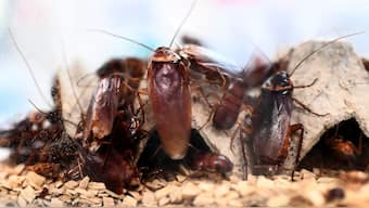 Cockroach milk has caught the interest of both scientists and some consumers. AFP/File Photo

