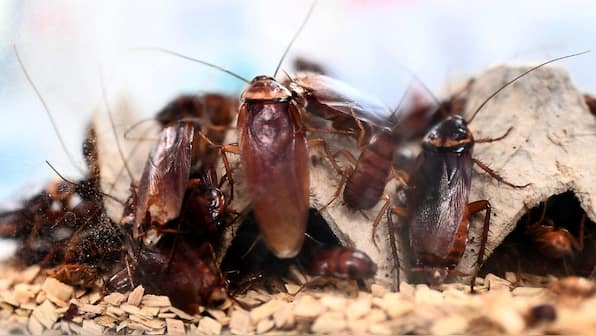 Bugs with benefits? Is cockroach milk better than cow’s milk?