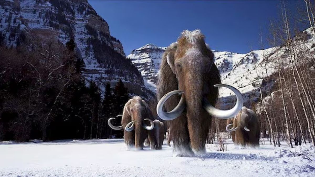 Will tiny ‘woolly mice’ help resurrect Ice Age giant woolly mammoth? Will tiny ‘woolly mice’ help resurrect Ice Age giant woolly mammoth?