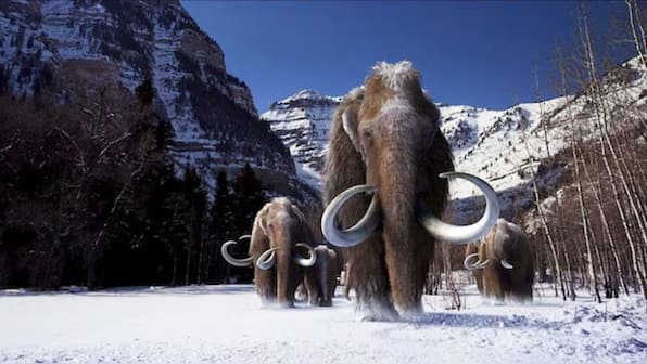 Will tiny ‘woolly mice’ help resurrect Ice Age giant woolly mammoth?