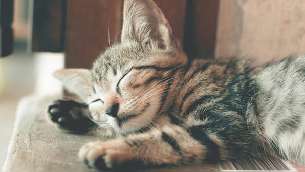 One more US company recalls raw pet food as bird flu continues to infect cats