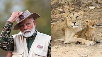 On March 3, 2025, Prime Minister Narendra Modi who toured Gir Wildlife Sanctuary on World Wildlife Day is set to unveil the ambitious Rs 2,927 crore Project Lion, a large-scale initiative designed to protect and expand the Asiatic lion population. Image courtesy: X/@NarendraModi