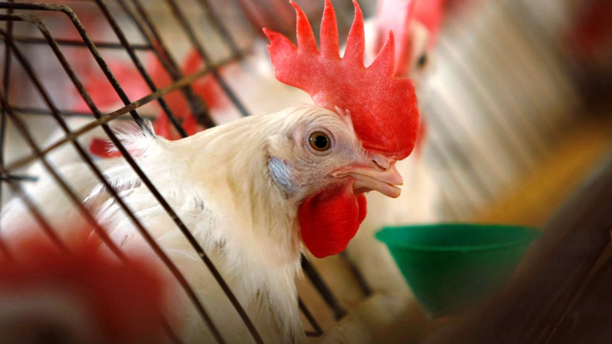 Compared to two years ago, prices of eggs have surged by a staggering 65.1 per cent, leaving consumers with no option but to rent chickens. File image/ Reuters Compared to two years ago, prices of eggs have surged by a staggering 65.1 per cent, leaving consumers with no option but to rent chickens. File image/ Reuters