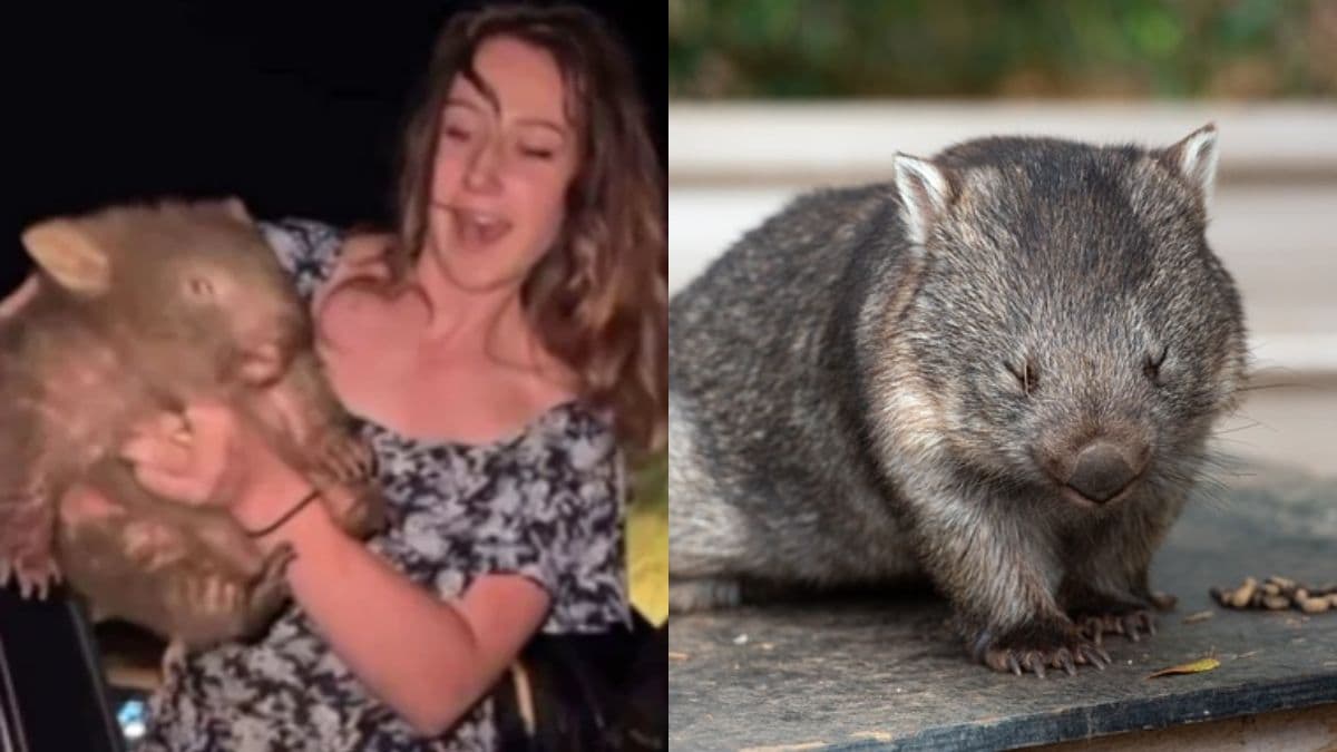 Who is Sam Jones, influencer who might lose Australian visa, for snatching baby wombat?