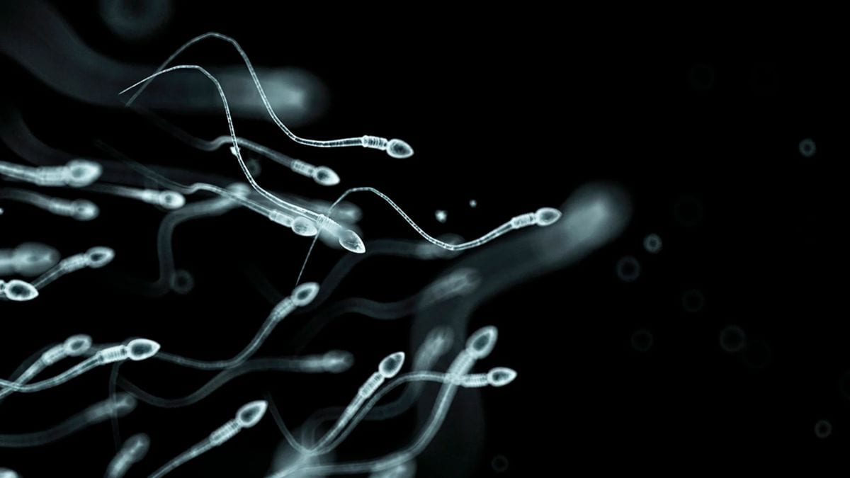 How sperms could hold the answer to how long a man lives