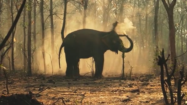 Vantara emerges as global hub for wildlife rescue and conservation