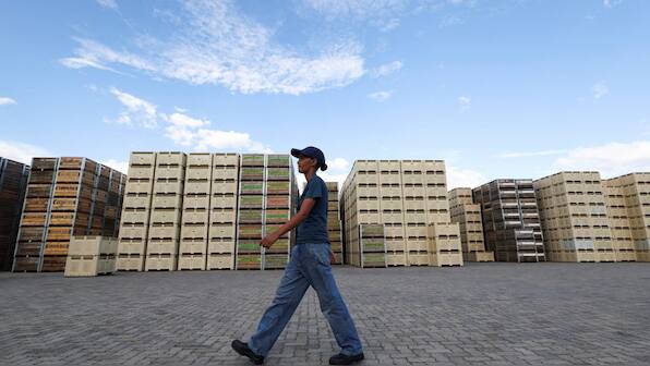 South African farmers urge tariff talks with US as citrus industry faces massive job losses