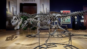 Dinosaur fossils are displayed at auction house Christie's in London, UK, in his undated handout photo. Christie's via Reuters