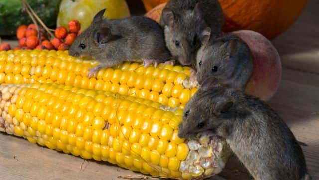 As cancer progressed, mice still pursued easy rewards but quickly abandoned tasks requiring greater effort. Pixabay