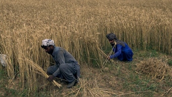(File) Pakistani farmers harvest their crop in suburbs of Islamabad. AP