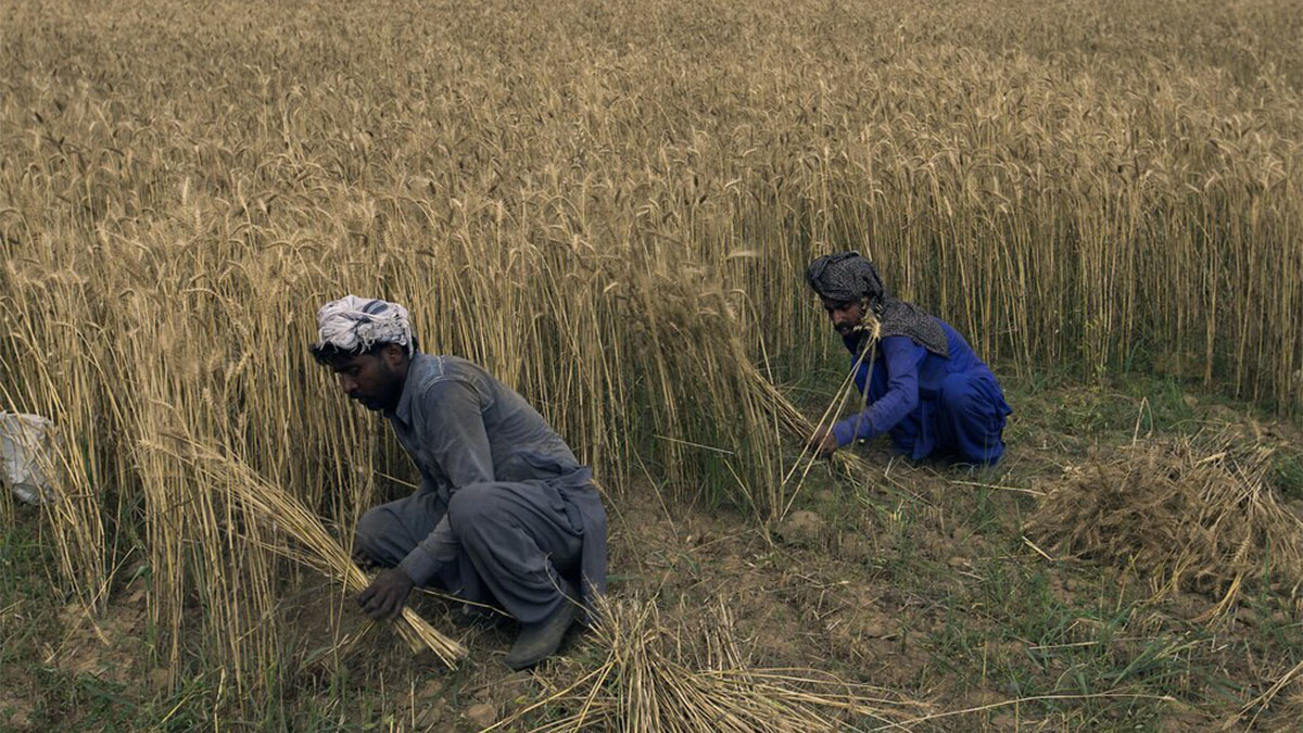 (File) Pakistani farmers harvest their crop in suburbs of Islamabad. AP (File) Pakistani farmers harvest their crop in suburbs of Islamabad. AP