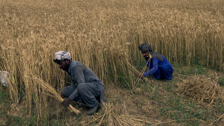 Wheat and woes: Pakistan’s food security crisis is brewing