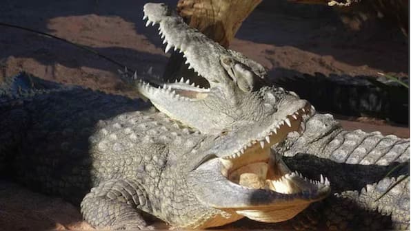 China court auctions live crocodile for $550,000; buyers need to pick up reptiles in person