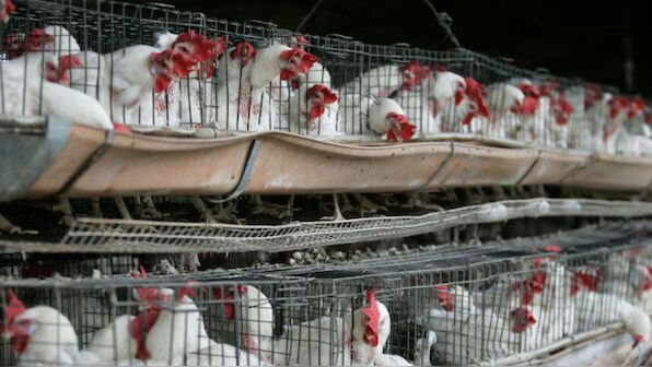 Mexico confirms first H5N1 death as three-year-old dies of bird flu