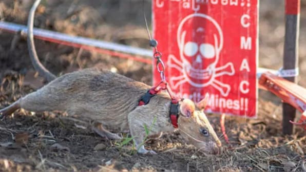 Ronin: The superhero rat who detected 100 landmines in Cambodia and saved lives