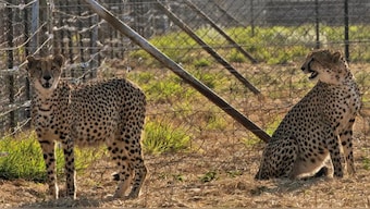 The Indian government officially declared the species extinct in 1952. AP/File Photo
