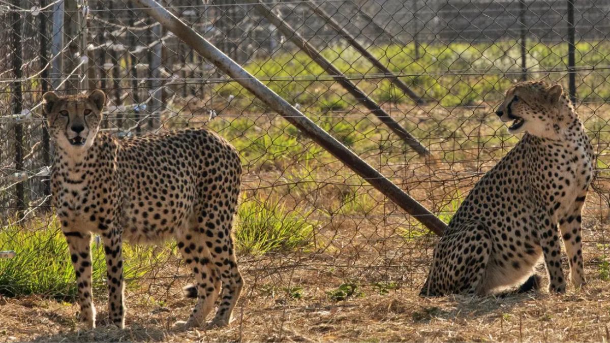 The Indian government officially declared the species extinct in 1952. AP/File Photo
The Indian government officially declared the species extinct in 1952. AP/File Photo