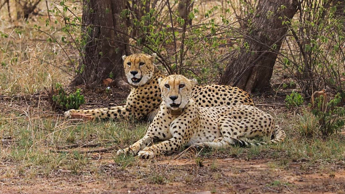 India to get 8 new Cheetahs from Botswana, first phase of transfer to begin in May India to get 8 new Cheetahs from Botswana, first phase of transfer to begin in May