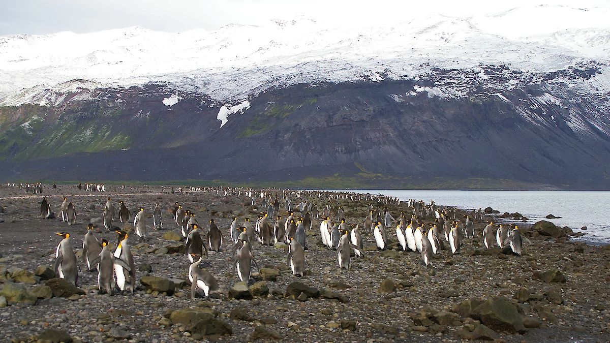 Why Trump slapped 10% tariff on region where ‘no one lives’ Why Trump slapped 10% tariff on region where ‘no one lives’