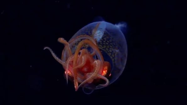 What’s the colossal squid caught on camera for the first time?