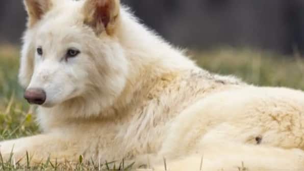 Dire wolf is back? Why this not a story of the return of an extinct species