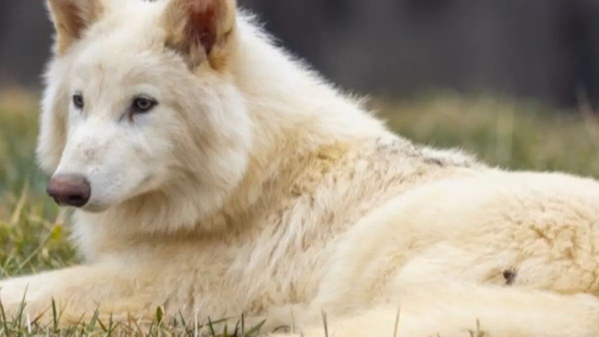 The birth of dire wolf pups is not the return of an extinct species. Instead, it’s a demonstration of how far we’ve come in the toolkit of synthetic biology. Image courtesy: Colossal The birth of dire wolf pups is not the return of an extinct species. Instead, it’s a demonstration of how far we’ve come in the toolkit of synthetic biology. Image courtesy: Colossal