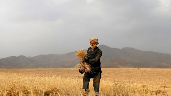 MSP scrapped, Indus Water Treaty paused: How Pak farmers are real losers of Islamabad's terror policy