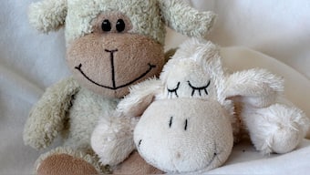 A 2017 survey by Build-A-Bear and Atomik Research found that 40 per cent of American adults still sleep with a stuffed animal. Image for Representation. Pixabay