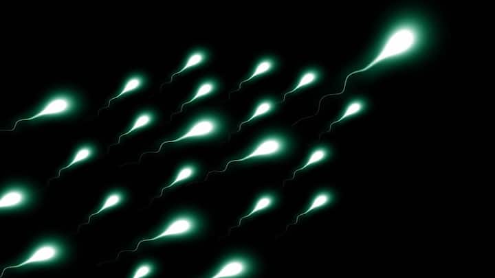20 cm racetrack, two samples & one microscopic finish line: Inside the world's first sperm race to be held in the US 20 cm racetrack, two samples & one microscopic finish line: Inside the world's first sperm race to be held in the US