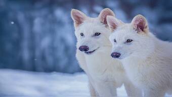 Romulus and Remus, both three-months old and genetically engineered with similarities to the extinct dire wolf. AP