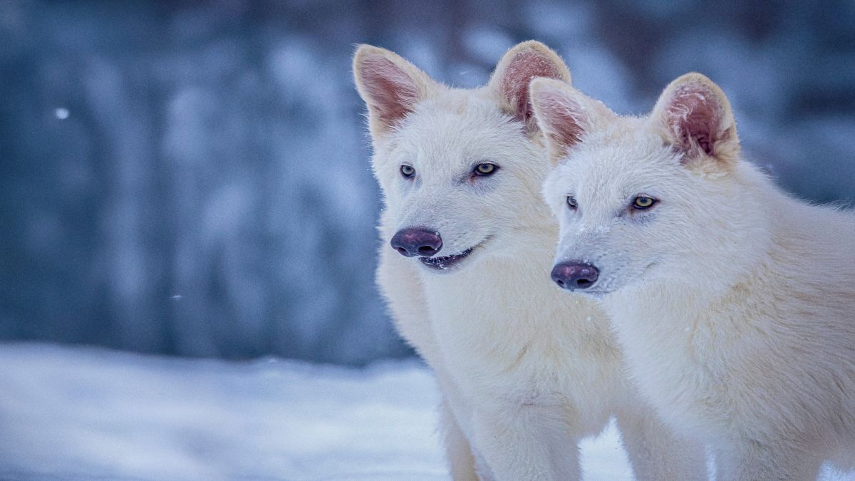 ‘Game of Thrones’ dire wolves, which went extinct over 10,000 years ago, are back. Here’s how ‘Game of Thrones’ dire wolves, which went extinct over 10,000 years ago, are back. Here’s how