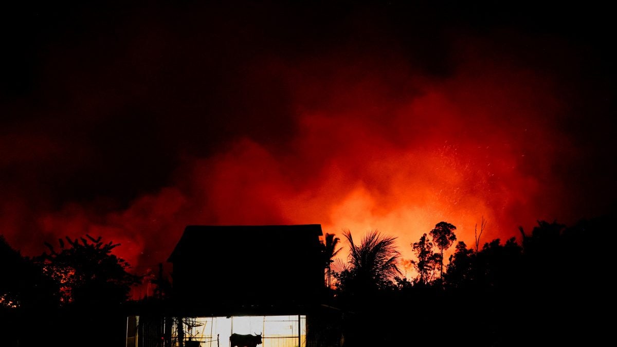 Global forest loss hits record high in 2024 amid climate-fuelled fires