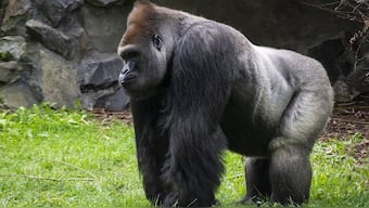 Gorillas are one of our closest living relatives. Pixabay/Representational Image
