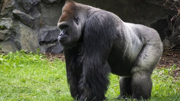 Viral debate pits 100 men against one Gorilla. Who will win?