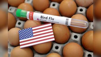 Health officials warn the public to remain alert about bird flu, while some experts question the sudden halt in new human case reports. Representational image. (Photo: Reuters)