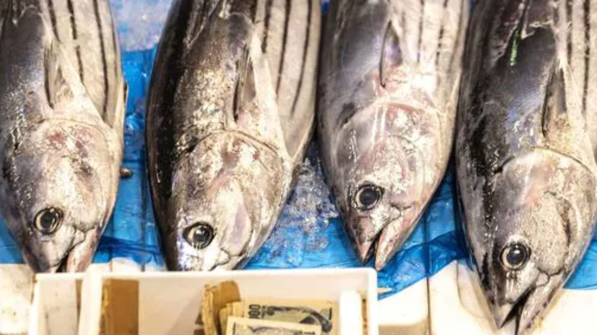 Following sinking of cargo ship off the Kerala coast, worries over potential pollution, ranging from oil to tiny plastic pellets,have raised questions about the long-term impact on marine life and the safety of seafood in the region. Image for Representation. AFP Following sinking of cargo ship off the Kerala coast, worries over potential pollution, ranging from oil to tiny plastic pellets,have raised questions about the long-term impact on marine life and the safety of seafood in the region. Image for Representation. AFP