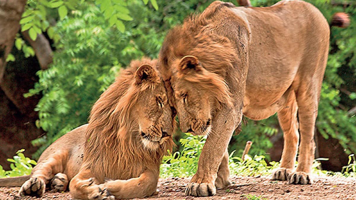 Asiatic lion population in Gujarat increases from 674 to 891 in five years