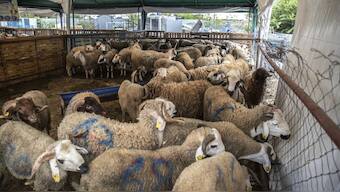 Sheep are offered for sale for the upcoming Islamic holiday of Eid al-Adha in a market on the outskirts of Rabat, Morocco. File image/AP