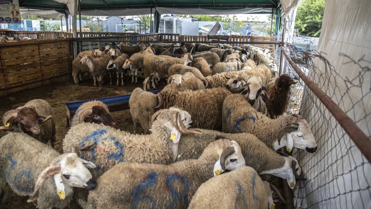 Why Morocco will abstain from sacrificing sheep this Eid al-Adha Why Morocco will abstain from sacrificing sheep this Eid al-Adha