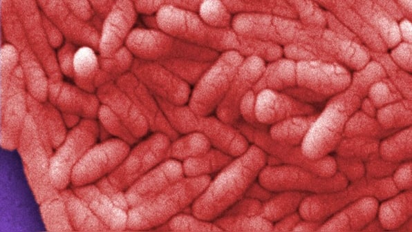 How Salmonella contamination spreads and what it means for consumers