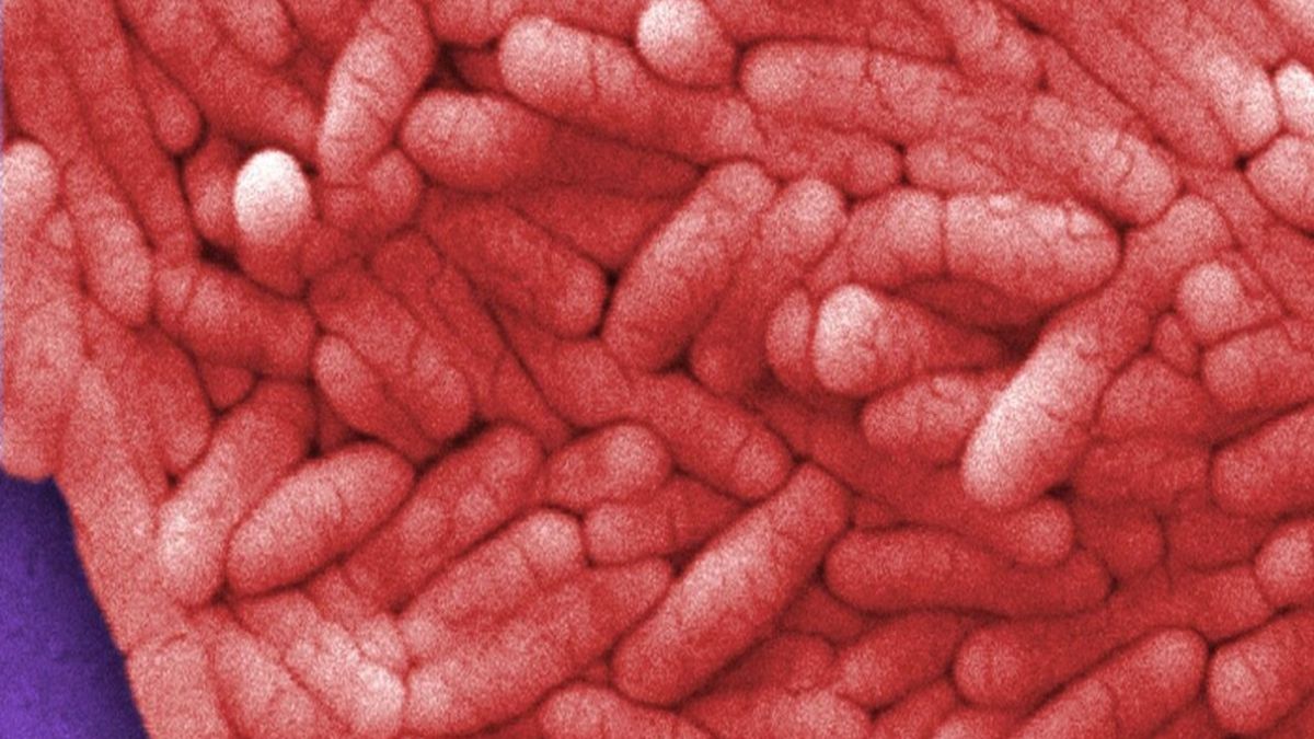 How Salmonella contamination spreads and what it means for consumers How Salmonella contamination spreads and what it means for consumers