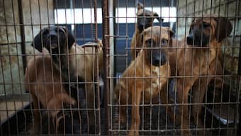 Dogs look on from their cages at a dog meat farm in Hwaseong, South Korea, November 21, 2023. File Image/Reuters